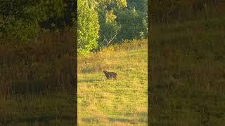 Huge black bear!!!