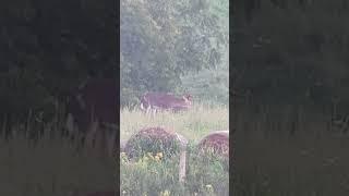 Beautiful 9pt buck with a split g3 and a white patch on his rear.