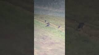 About time for these bucks to split up!