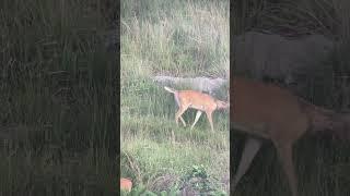 8pt buck looking rough with that seasonal molt!