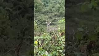 Small 8pt came in but his grandpa was a no show!