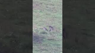 More bucks starting to spar. The rut is coming!!!