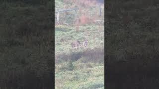 Two bucks still hanging out.