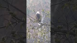 This bald eagle wasn’t camera shy!