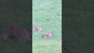 The 8pt is huge but look how weird the buck is on the bottom right.