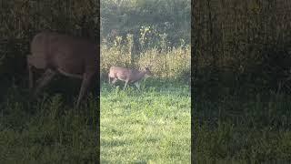 Great looking 9pt buck jumping the fence.