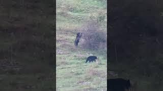 Saw these two black bears together three days in a row.