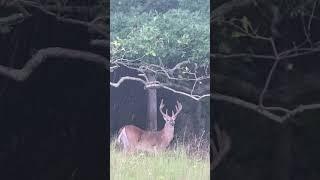 Ole Faithful… his 4th year as a 10pt.