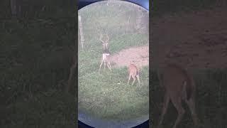 8pt buck we named “Fly Trap”.