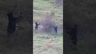 Two black bear eating from the same tree! Don't see that often.