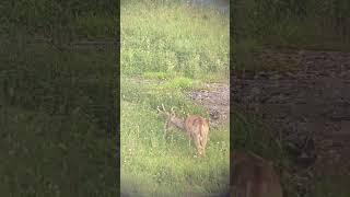 Nice 9pt buck in velvet.