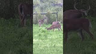 I really like this 9pt buck. Unfortunately, not anywhere I can hunt.