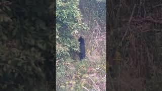 First black bear I’ve seen in a few weeks.