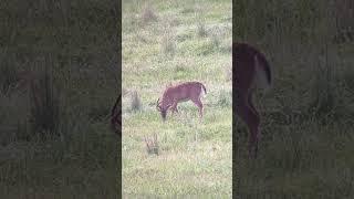 Tall compact 8pt buck. I see the start of another point so he may end up a 9 next year.