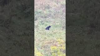 Black bear stopping to sent the air.