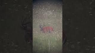 Very pretty 8pt buck!