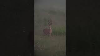 Good looking young buck.