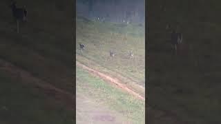 3 decent bucks. The one on the right is a wide 6pt.