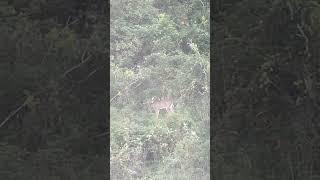 This forked horn has been consistent but this is the first time seeing him out of velvet.