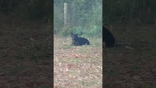 Black bear munching on corn. #blackbearhunting #huntingshort #huntingshorts #wildanimals #bear