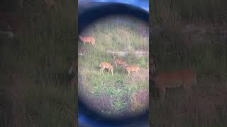 Some young bucks feeding together.